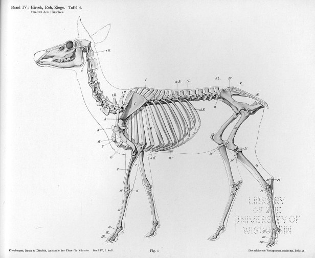 deer-anatomy